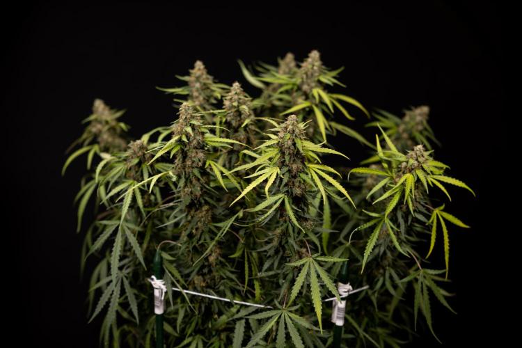 Godfather OG ✞ Auto - Zamnesia x B&B. Week 12 - Godfather OG Autoflowering - Plant  #2 - Harvest day