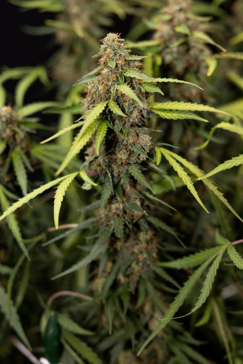 Godfather OG ✞ Auto - Zamnesia x B&B. Week 12 - Godfather OG Autoflowering - Plant  #2 - Harvest day