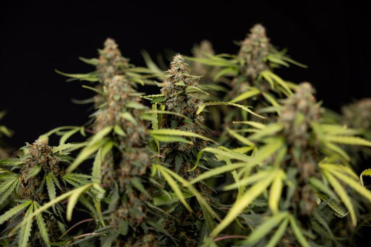 Godfather OG ✞ Auto - Zamnesia x B&B. Week 12 - Godfather OG Autoflowering - Plant  #2 - Harvest day