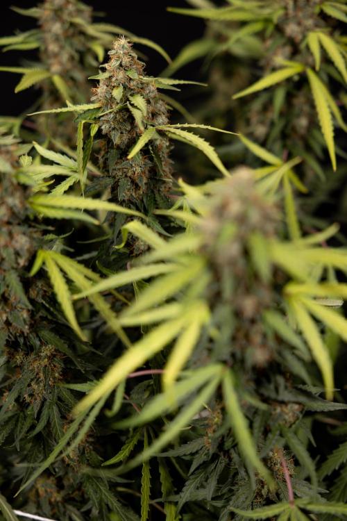Godfather OG ✞ Auto - Zamnesia x B&B. Week 12 - Godfather OG Autoflowering - Plant  #2 - Harvest day