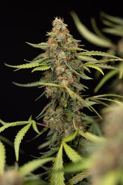 Godfather OG ✞ Auto - Zamnesia x B&B. Week 12 - Godfather OG Autoflowering - Plant  #2 - Harvest day
