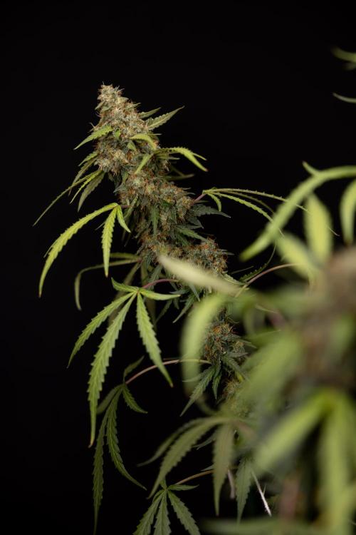 Godfather OG ✞ Auto - Zamnesia x B&B. Week 12 - Godfather OG Autoflowering - Plant  #2 - Harvest day