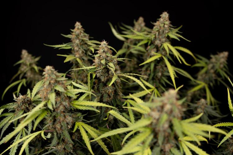 Godfather OG ✞ Auto - Zamnesia x B&B. Week 12 - Godfather OG Autoflowering - Plant  #2 - Harvest day