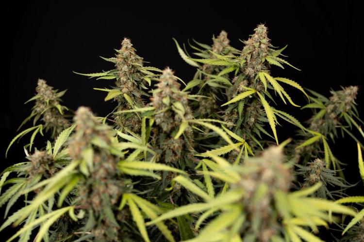 Godfather OG ✞ Auto - Zamnesia x B&B. Week 12 - Godfather OG Autoflowering - Plant  #2 - Harvest day