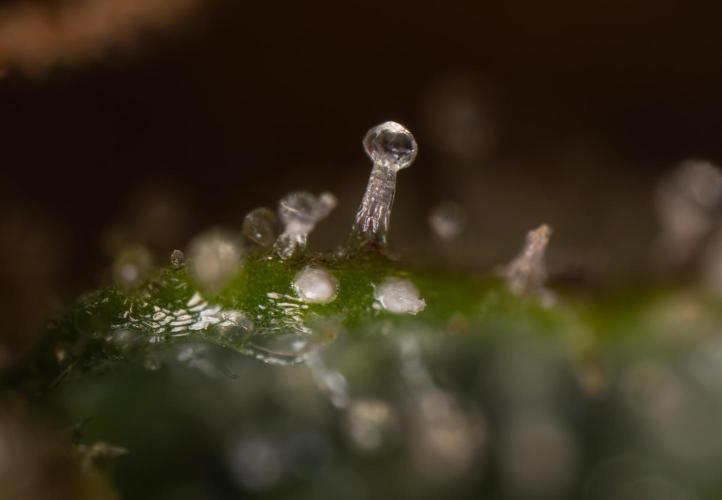 Godfather OG ✞ Auto - Zamnesia x B&B. Week 12 - Godfather OG Autoflowering - Plant  #2 - Micro Worlds