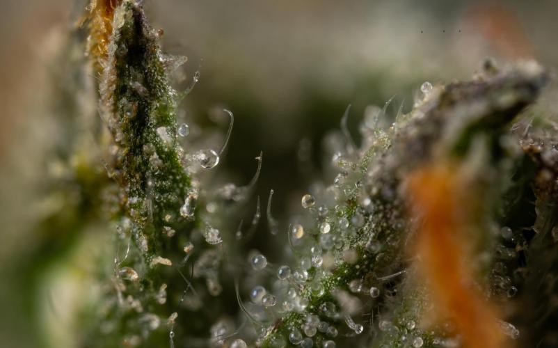 Godfather OG ✞ Auto - Zamnesia x B&B. Week 12 - Godfather OG Autoflowering - Plant  #2 - Micro Worlds