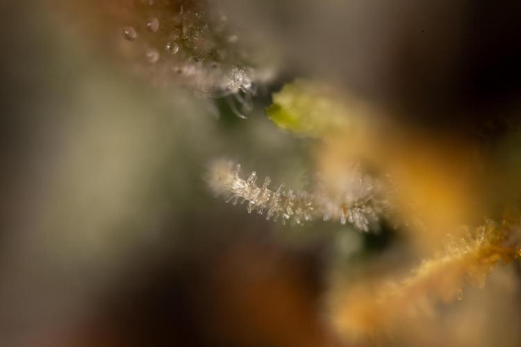 Godfather OG ✞ Auto - Zamnesia x B&B. Week 12 - Godfather OG Autoflowering - Plant  #2 - Micro Worlds