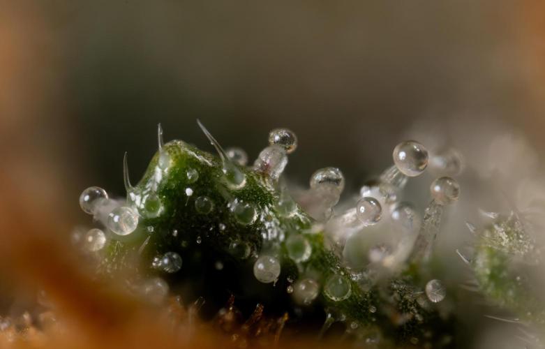 Godfather OG ✞ Auto - Zamnesia x B&B. Week 12 - Godfather OG Autoflowering - Plant  #2 - Micro Worlds