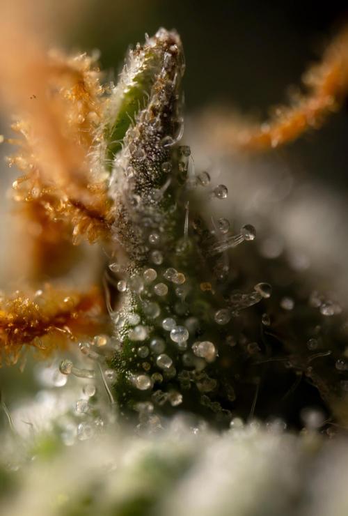 Godfather OG ✞ Auto - Zamnesia x B&B. Week 11 - Godfather OG Autoflowering - Plant  #1 - Micro Worlds