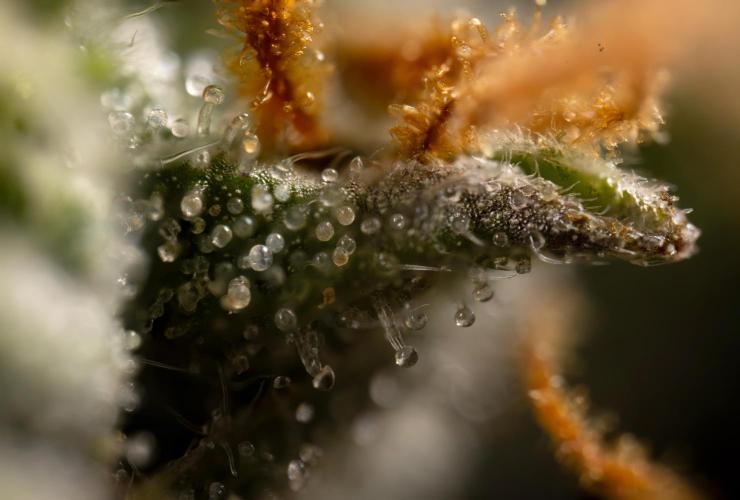 Godfather OG ✞ Auto - Zamnesia x B&B. Week 11 - Godfather OG Autoflowering - Plant  #1 - Micro Worlds