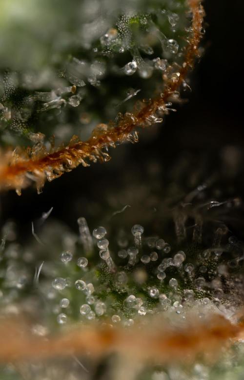 Godfather OG ✞ Auto - Zamnesia x B&B. Week 11 - Godfather OG Autoflowering - Plant  #1 - Micro Worlds