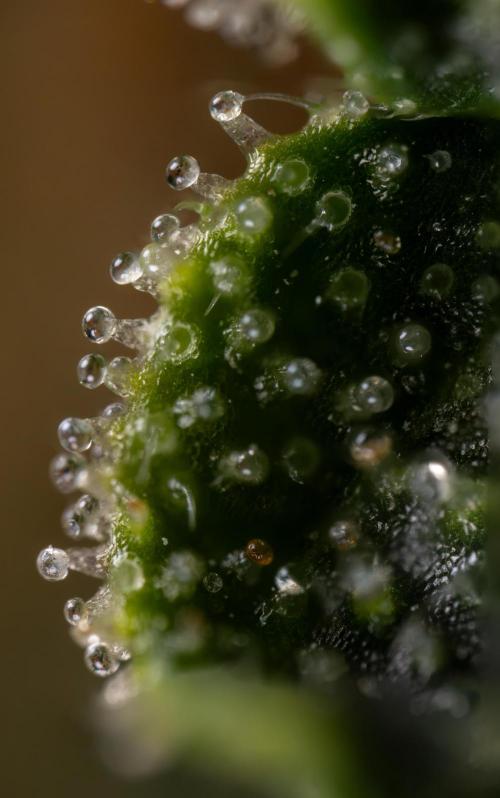 Godfather OG ✞ Auto - Zamnesia x B&B. Week 11 - Godfather OG Autoflowering - Plant  #1 - Micro Worlds