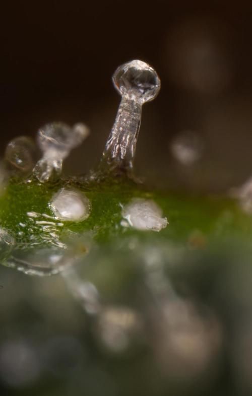 Godfather OG ✞ Auto - Zamnesia x B&B. Week 11 - Godfather OG Autoflowering - Plant  #1 - Micro Worlds
