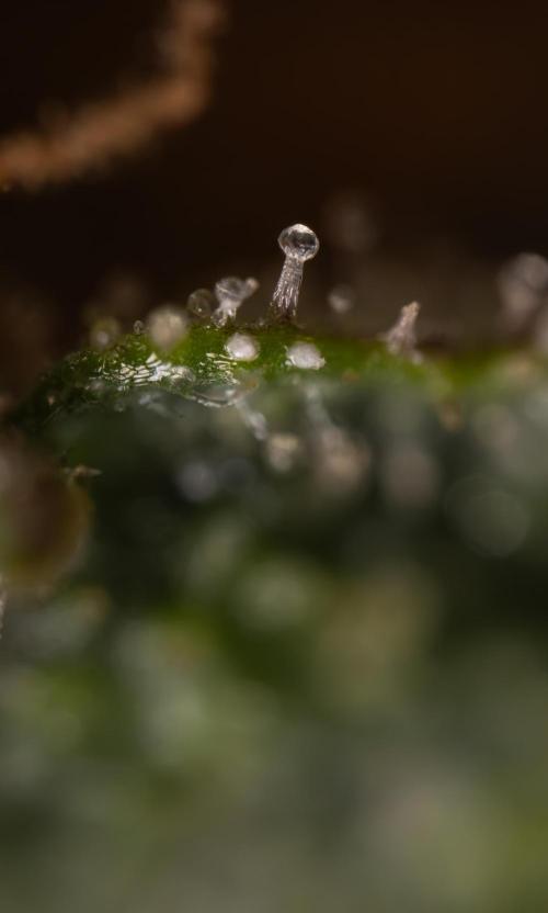 Godfather OG ✞ Auto - Zamnesia x B&B. Week 11 - Godfather OG Autoflowering - Plant  #1 - Micro Worlds