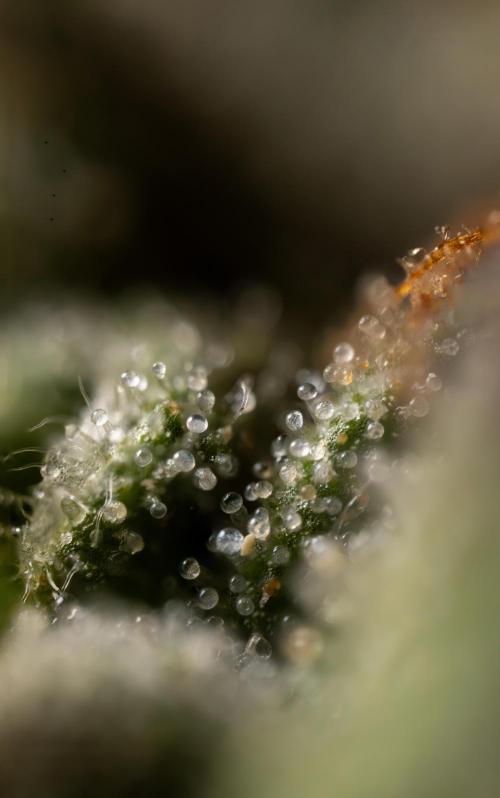 Godfather OG ✞ Auto - Zamnesia x B&B. Week 11 - Godfather OG Autoflowering - Plant  #1 - Micro Worlds
