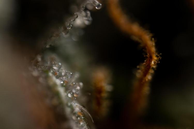 Godfather OG ✞ Auto - Zamnesia x B&B. Week 11 - Godfather OG Autoflowering - Plant  #1 - Micro Worlds