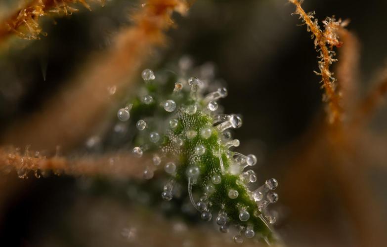 Godfather OG ✞ Auto - Zamnesia x B&B. Week 11 - Godfather OG Autoflowering - Plant  #1 - Micro Worlds