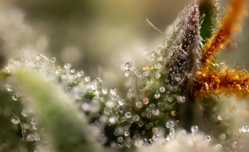 Godfather OG ✞ Auto - Zamnesia x B&B. Week 11 - Godfather OG Autoflowering - Plant  #1 - Micro Worlds