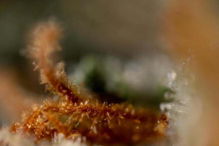 Godfather OG ✞ Auto - Zamnesia x B&B. Week 11 - Godfather OG Autoflowering - Plant  #1 - Micro Worlds