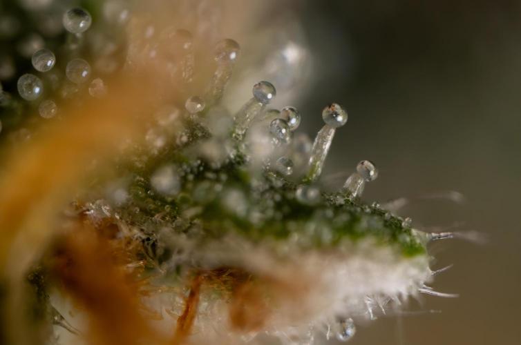 Godfather OG ✞ Auto - Zamnesia x B&B. Week 11 - Godfather OG Autoflowering - Plant  #1 - Micro Worlds