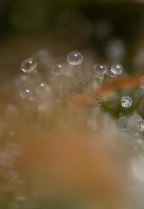 Godfather OG ✞ Auto - Zamnesia x B&B. Week 11 - Godfather OG Autoflowering - Plant  #1 - Micro Worlds