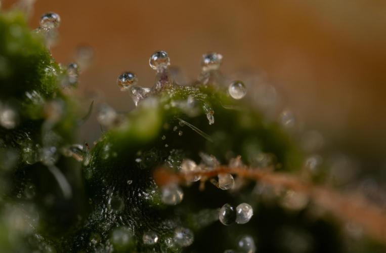 Godfather OG ✞ Auto - Zamnesia x B&B. Week 11 - Godfather OG Autoflowering - Plant  #1 - Micro Worlds