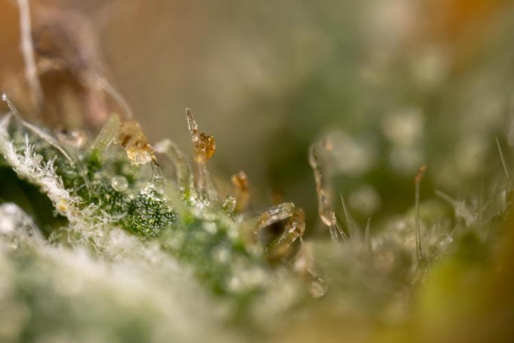 Godfather OG ✞ Auto - Zamnesia x B&B. Week 11 - Godfather OG Autoflowering - Plant  #1 - Micro Worlds