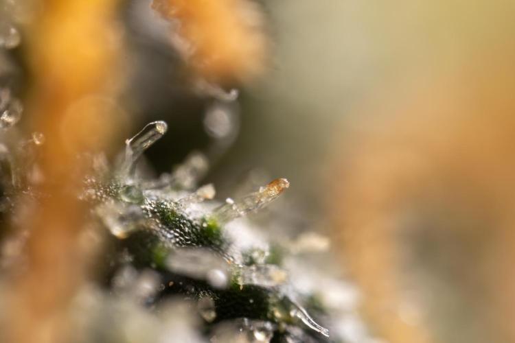 Godfather OG ✞ Auto - Zamnesia x B&B. Week 11 - Godfather OG Autoflowering - Plant  #1 - Micro Worlds