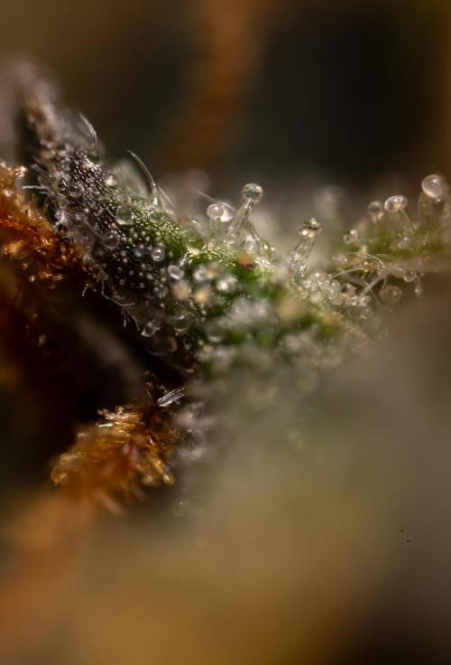 Godfather OG ✞ Auto - Zamnesia x B&B. Week 11