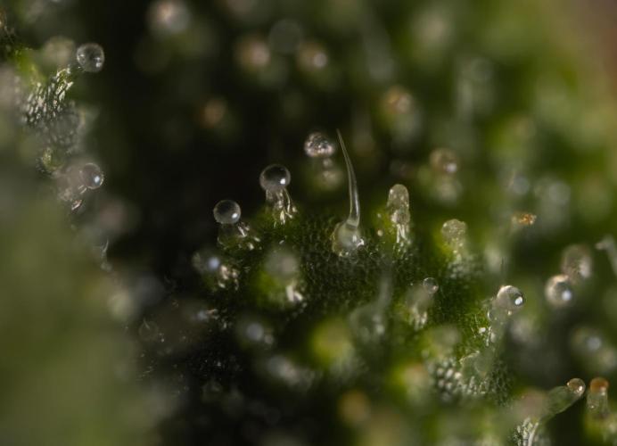 Godfather OG ✞ Auto - Zamnesia x B&B. Week 11 - Godfather OG Autoflowering - Plant  #1 - Micro Worlds