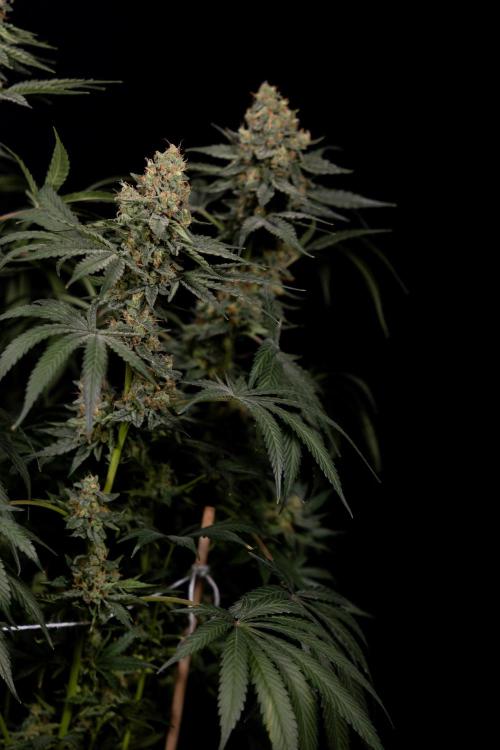 Classic Skunk 🌱  - Zamnesia x B&B. Week 11 - Classic Skunk -Plant #2 - Harvest Day