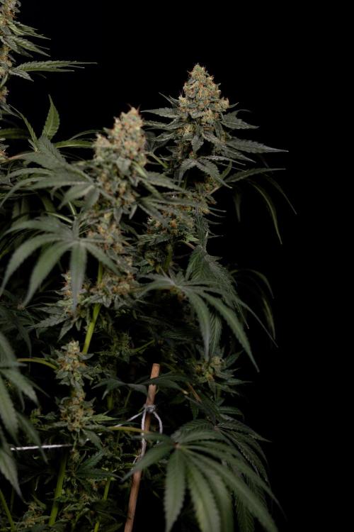 Classic Skunk 🌱  - Zamnesia x B&B. Week 11 - Classic Skunk -Plant #2 - Harvest Day