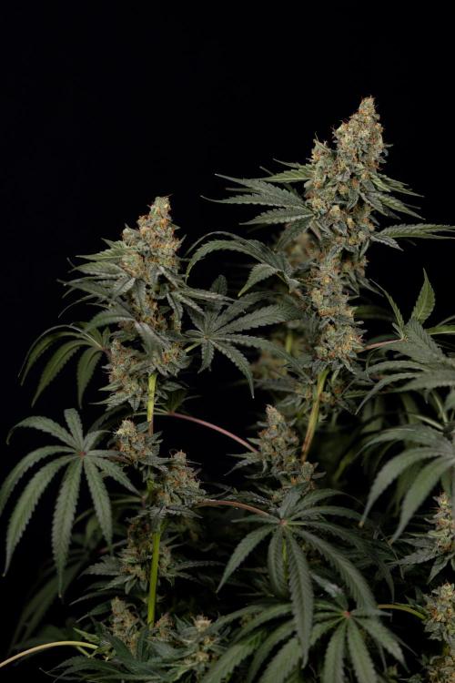 Classic Skunk 🌱  - Zamnesia x B&B. Week 11 - Classic Skunk -Plant #2 - Harvest Day