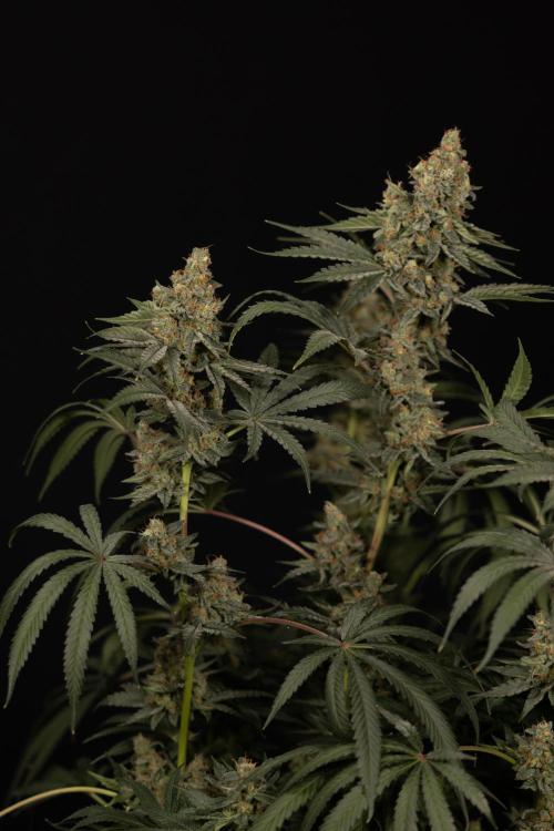 Classic Skunk 🌱  - Zamnesia x B&B. Week 11 - Classic Skunk -Plant #2 - Harvest Day