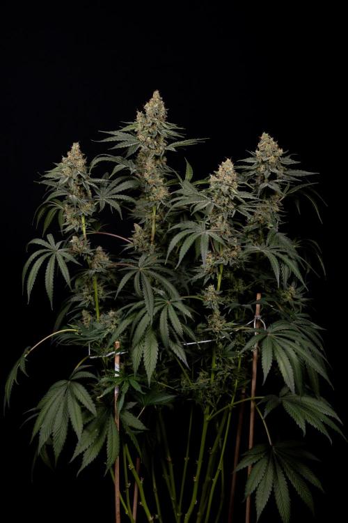 Classic Skunk 🌱  - Zamnesia x B&B. Week 11 - Classic Skunk -Plant #2 - Harvest Day