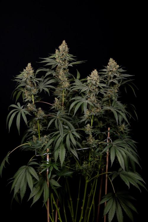 Classic Skunk 🌱  - Zamnesia x B&B. Week 11 - Classic Skunk -Plant #2 - Harvest Day