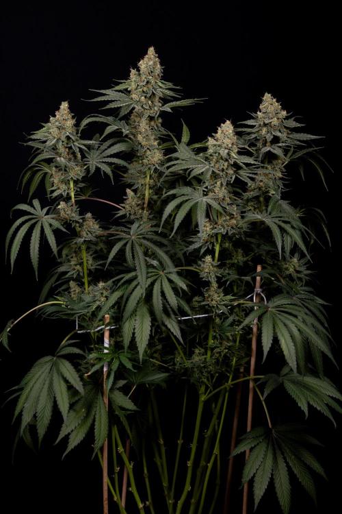 Classic Skunk 🌱  - Zamnesia x B&B. Week 11 - Classic Skunk -Plant #2 - Harvest Day