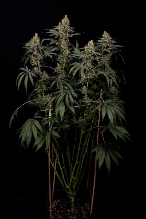 Classic Skunk 🌱  - Zamnesia x B&B. Week 11 - Classic Skunk -Plant #2 - Harvest Day