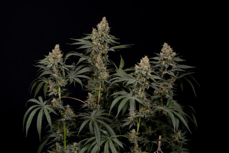 Classic Skunk 🌱  - Zamnesia x B&B. Week 11 - Classic Skunk -Plant #2 - Harvest Day