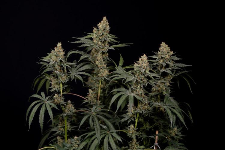 Classic Skunk 🌱  - Zamnesia x B&B. Week 11 - Classic Skunk -Plant #2 - Harvest Day