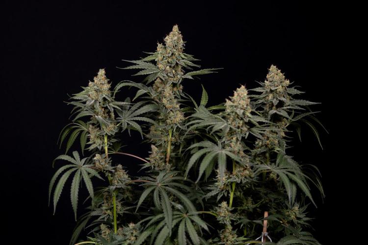 Classic Skunk 🌱  - Zamnesia x B&B. Week 11 - Classic Skunk -Plant #2 - Harvest Day