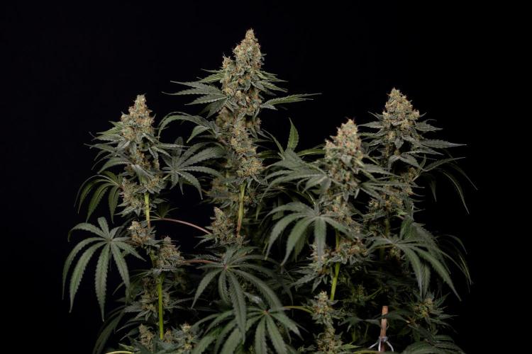 Classic Skunk 🌱  - Zamnesia x B&B. Week 11 - Classic Skunk -Plant #2 - Harvest Day
