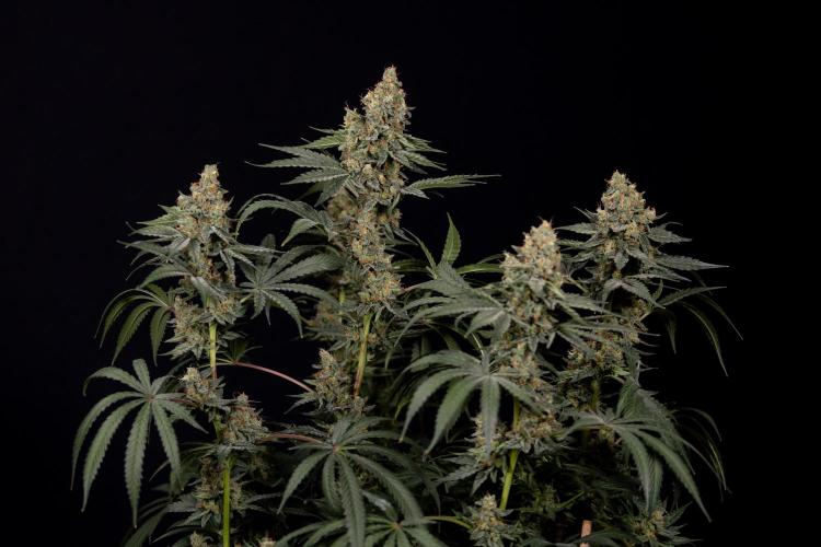 Classic Skunk 🌱  - Zamnesia x B&B. Week 11 - Classic Skunk -Plant #2 - Harvest Day