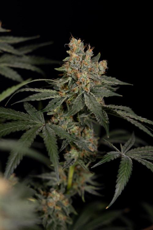 Classic Skunk 🌱  - Zamnesia x B&B. Week 11 - Classic Skunk -Plant #2 - Harvest Day
