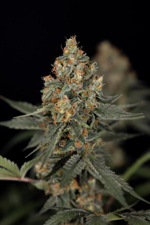 Classic Skunk 🌱  - Zamnesia x B&B. Week 11 - Classic Skunk -Plant #2 - Harvest Day