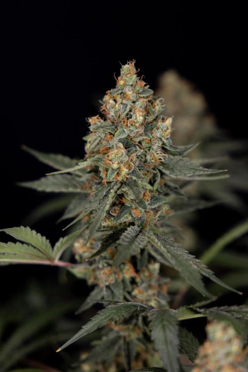 Classic Skunk 🌱  - Zamnesia x B&B. Week 11 - Classic Skunk -Plant #2 - Harvest Day