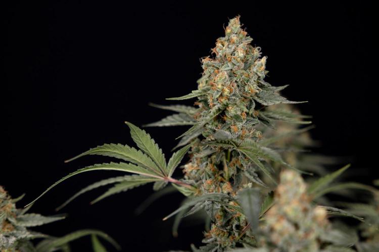 Classic Skunk 🌱  - Zamnesia x B&B. Week 11 - Classic Skunk -Plant #2 - Harvest Day