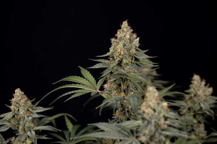 Classic Skunk 🌱  - Zamnesia x B&B. Week 11 - Classic Skunk -Plant #2 - Harvest Day