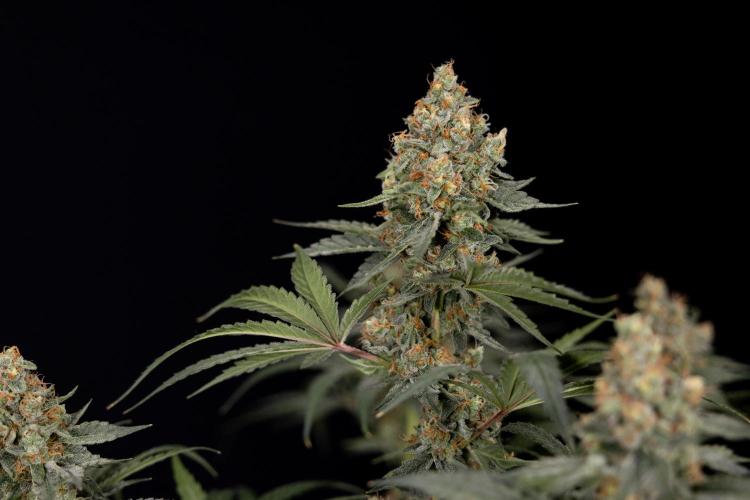 Classic Skunk 🌱  - Zamnesia x B&B. Week 11 - Classic Skunk -Plant #2 - Harvest Day