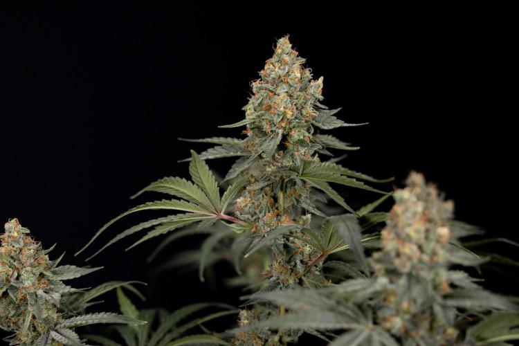 Classic Skunk 🌱  - Zamnesia x B&B. Week 11 - Classic Skunk -Plant #2 - Harvest Day